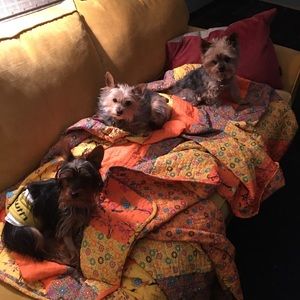 Beautiful cotton comforter, nice dog blanket